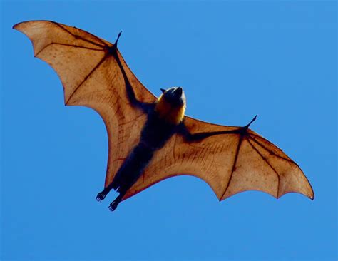 giant golden-crowned flying fox|biggest bats in the philippines.